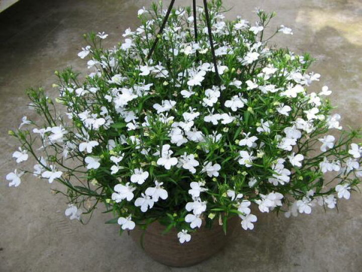 楽天市場 ロベリア ホワイトスター大苗 花苗 宿根草 販売 通販 種類 母の日 花 ガーデニング岐阜緑園