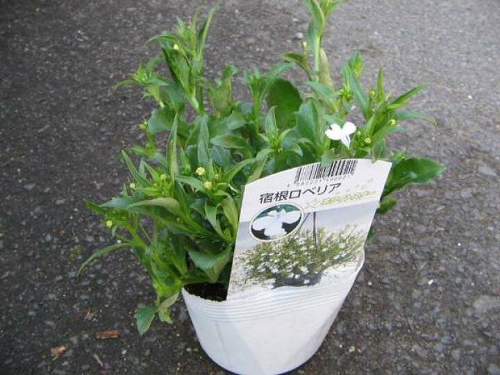 楽天市場 ロベリア ホワイトスター大苗 花苗 宿根草 販売 通販 種類 母の日 花 ガーデニング岐阜緑園