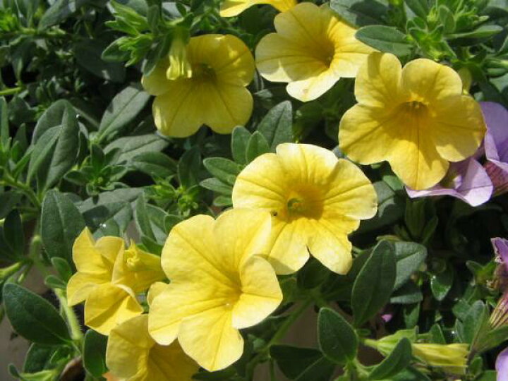 楽天市場 4種類から選べる カリブラコア こんもりと育ち次々咲く ガーデニング 花苗 母の日 花 ガーデニング岐阜緑園