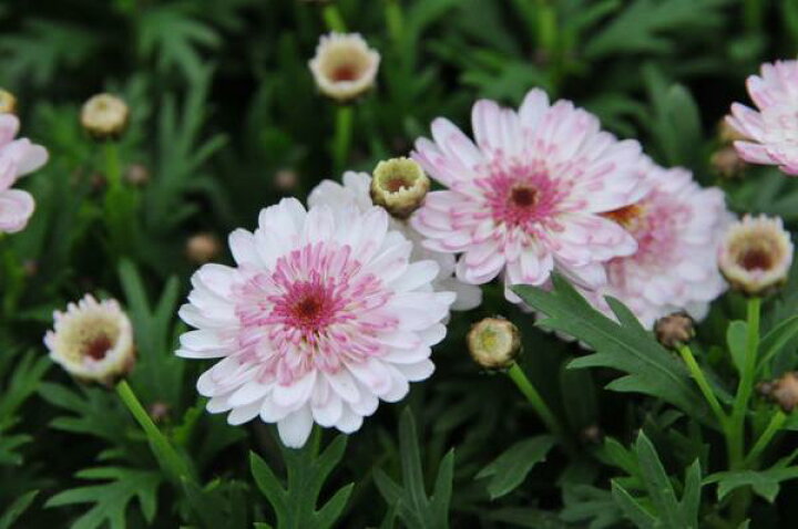 楽天市場 マーガレット 白モモコ 淡い八重咲きの花が魅力的 ガーデニング 花苗 販売 通販 種類 ホワイト ピンク 母の日 花 ガーデニング岐阜緑園