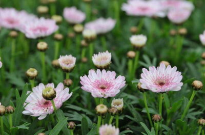 楽天市場 マーガレット 白モモコ 淡い八重咲きの花が魅力的 ガーデニング 花苗 販売 通販 種類 ホワイト ピンク 母の日 花 ガーデニング岐阜緑園