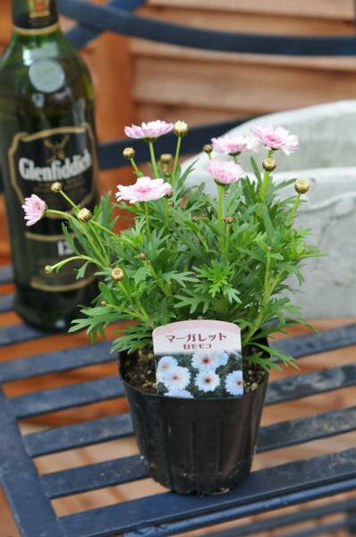 楽天市場 マーガレット 白モモコ 淡い八重咲きの花が魅力的 ガーデニング 花苗 販売 通販 種類 ホワイト ピンク 母の日 花 ガーデニング岐阜緑園