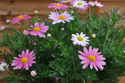 楽天市場 マーガレット スラッシュピンク苗 白からピンクへと変わる花 常緑多年草 花芽付き 販売 通販 種類 ホワイト 母の日 花 ガーデニング岐阜緑園