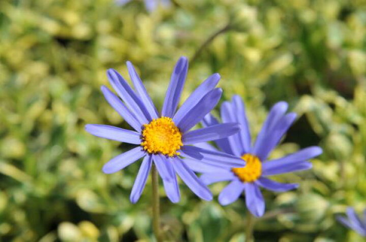 楽天市場 斑入りブルーデージー カシオペア苗 寄せ植えの人気者 葉色も綺麗で四季咲き性 花苗 多年草 販売 通販 種類 母の日 花 ガーデニング岐阜緑園