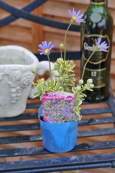 楽天市場 斑入りブルーデージー カシオペア苗 寄せ植えの人気者 葉色も綺麗で四季咲き性 花苗 多年草 販売 通販 種類 母の日 花 ガーデニング岐阜緑園