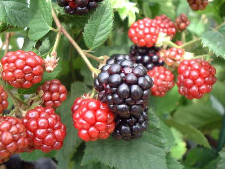 楽天市場 ブラックベリー ボイソンベリー苗 大実でトゲなし 1本でも結実する ラズベリーとブラックべりーの交配でできた最新品種 バラ科 耐寒性落葉低 母の日 花 ガーデニング岐阜緑園