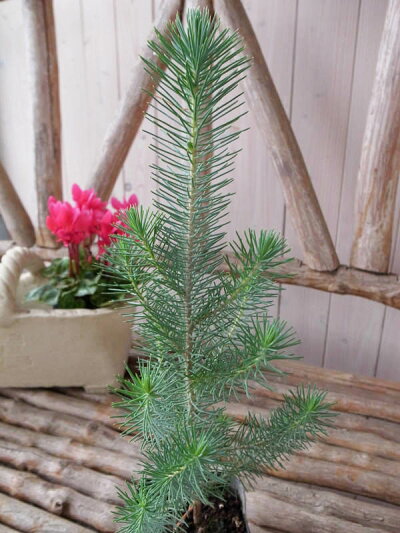 楽天市場 コニファー シルバークレスト イタリアカサマツ 高さ30cm 観葉植物 販売 通販 種類 母の日 花 ガーデニング岐阜緑園