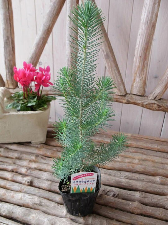 楽天市場 コニファー シルバークレスト イタリアカサマツ 高さ30cm 観葉植物 販売 通販 種類 母の日 花 ガーデニング岐阜緑園