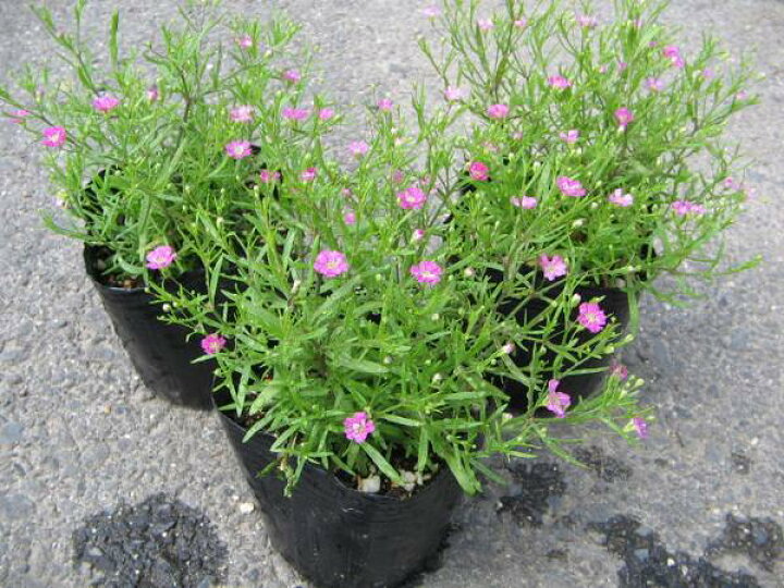 楽天市場 ピンクかすみ草 カスミソウ ジプシーローズ苗3株 花苗 宿根草 お歳暮 販売 通販 種類 花 ギフト かすみそう 母の日 花 ガーデニング岐阜緑園