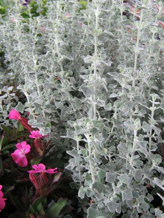 楽天市場 白い毛に覆われた葉 ラゴディア ハスタータ苗 花苗 リーフ リーフプランツ 母の日 花 ガーデニング岐阜緑園 楽天市場 白い毛に覆われた葉 ラゴディア ハスタータ苗 花苗 リーフ リーフプランツ 母の日 花 ガーデニング岐阜緑園