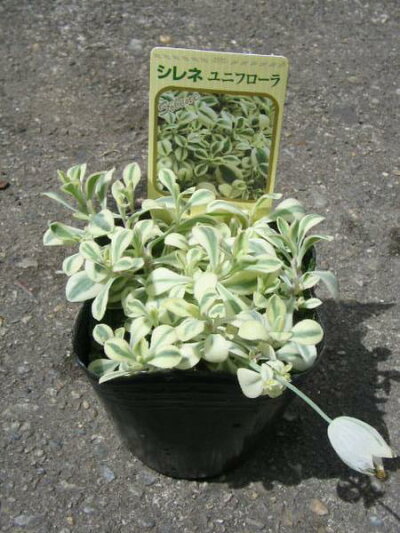 楽天市場 クーポン利用で10 Off シレネユニフローラ苗 斑入り葉が綺麗 花苗 販売 通販 種類 母の日 花 ガーデニング岐阜緑園