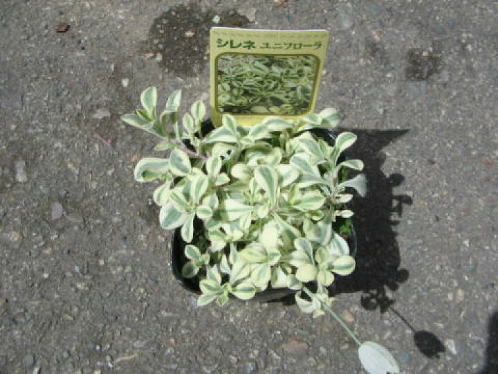 楽天市場 シレネユニフローラ苗 斑入り葉が綺麗 花苗 販売 通販 種類 母の日 花 ガーデニング岐阜緑園