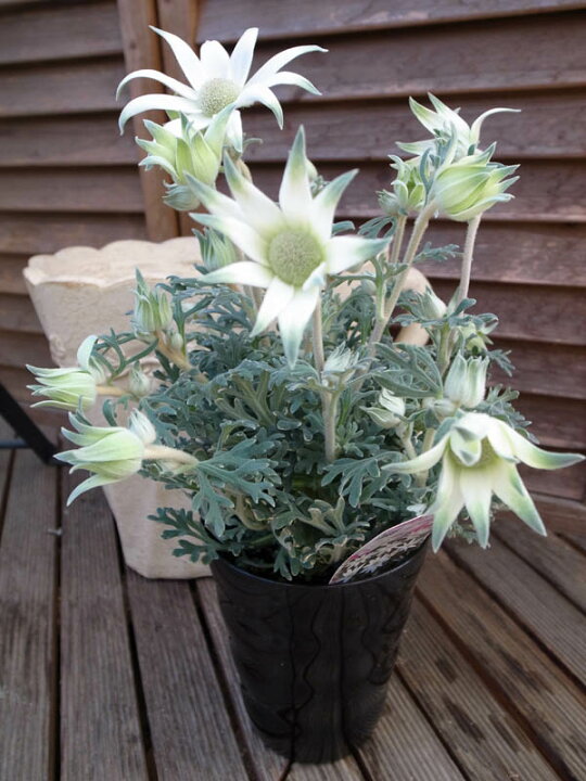 楽天市場 フランネルフラワー フェアリーホワイト5号 鉢植え 鉢花 オーストラリア原産の珍しい花 販売 通販 種類 母の日 花 ガーデニング岐阜緑園 楽天市場 フランネルフラワー フェアリーホワイト5号 鉢植え 鉢花 オーストラリア原産の珍しい花 販売 通販 種類 母の日 花 ガーデニング岐阜緑園