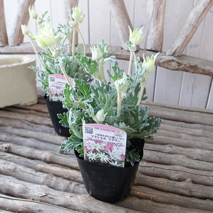 楽天市場 フランネルフラワー フェアリーホワイト 花苗 白い花 大株 花芽付きで毎年楽しめる丈夫な花 販売 通販 種類 花 ギフト 母の日 花 ガーデニング岐阜緑園