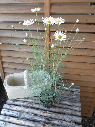 楽天市場 マーガレット チェルシーガール 花苗 風にそよぐ糸葉が魅力的 寄せ植えアイテムに人気 常緑多年草 販売 通販 種類 母の日 花 ガーデニング岐阜緑園