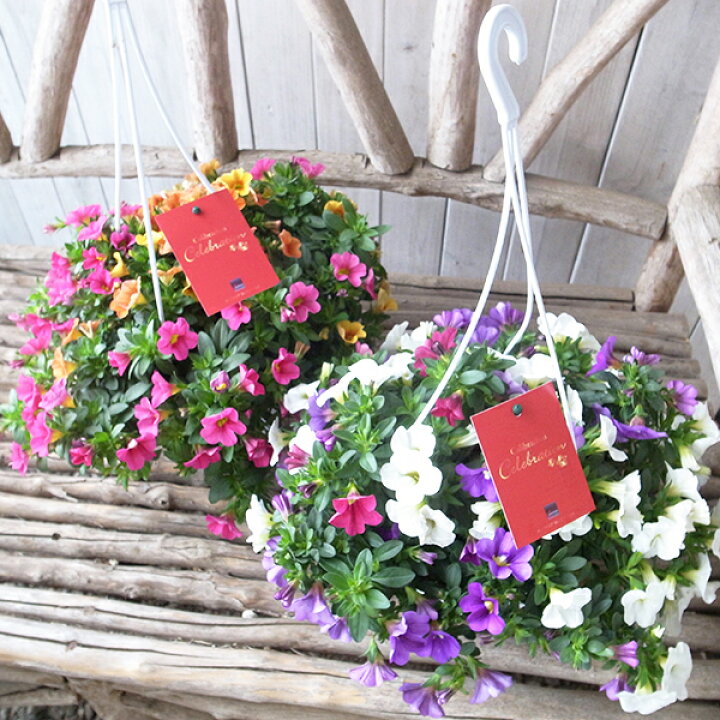 楽天市場 カリブラコア セレブレーションカーニバル吊鉢 カラフル寄せ植え 鉢花 鉢植え 色鮮やかで秋まで楽しめるビックな6号サイズ 販売 通販 種類 レッド ピンク イエロー オレンジ パープル ブルーなどカラフルなお花 母の日 花 ガーデニング岐阜緑園 楽天市場 カリブラコア セレブレーションカーニバル吊鉢 カラフル寄せ植え 鉢花 鉢植え 色鮮やかで秋まで楽しめるビックな6号サイズ 販売 通販 種類 レッド ピンク イエロー オレンジ パープル ブルーなどカラフルなお花 母の日 花 ガーデニング岐阜緑園