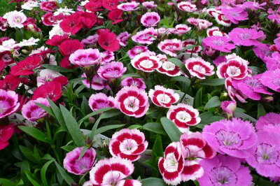 楽天市場 とこなつなでしこ苗アソート 色も豊富で華やかです ガーデニング 花苗 母の日 花 ガーデニング岐阜緑園