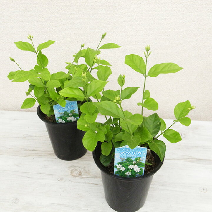 楽天市場 アラビアン ジャスミン 4号サイズ 鉢植え 鉢花 ジャスミン じゃすみん ホワイト 花は初夏から秋にかけて何回も楽しめるアラビアンジャスミン 白 ガーデニング 母の日 花 ガーデニング岐阜緑園