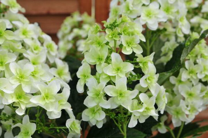 楽天市場 カシワバアジサイ5号 鉢植え アジサイ あじさい 鉢花 純白の花が豪華な八重咲き 販売 通販 種類 母の日 花 ガーデニング岐阜緑園 楽天市場 カシワバアジサイ5号 鉢植え アジサイ あじさい 鉢花 純白の花が豪華な八重咲き 販売 通販 種類 母の日 花 ガーデニング岐阜緑園