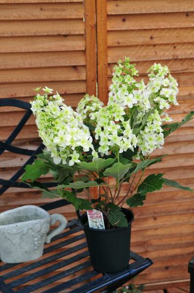 楽天市場 カシワバアジサイ5号 鉢植え アジサイ あじさい 鉢花 純白の花が豪華な八重咲き 販売 通販 種類 母の日 花 ガーデニング岐阜緑園