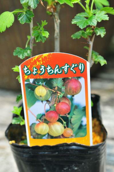 楽天市場 透明感ある実 ちょうちんすぐり苗 果物 スグリ 種類 母の日 花 ガーデニング岐阜緑園