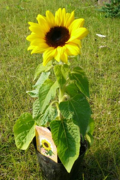 楽天市場 ひまわり 苗 ヒマワリ 最新品種 花粉がでない バラード 花苗 イエロー 黄色の花 太陽の花 夏の花 定番 おしゃれ 緑 グリーン 母の日 花 ガーデニング岐阜緑園