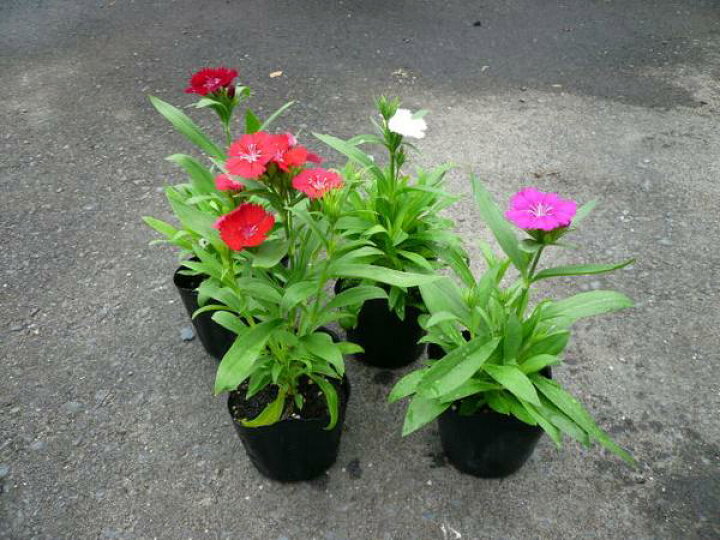 楽天市場 テルスター苗4株セット 四季咲き宿根草 花壇プランターに最適 花苗 販売 通販 種類 母の日 花 ガーデニング岐阜緑園