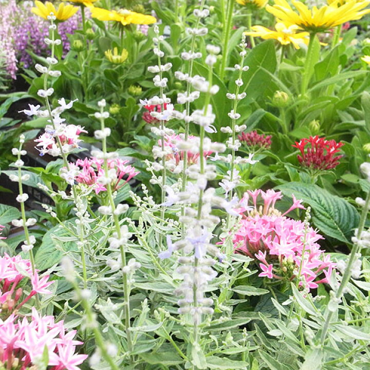 楽天市場 芳香ある青紫色の花 ロシアンセージ苗 ハーブの仲間で毎年元気良く咲いてくれる花 母の日 花 ガーデニング岐阜緑園