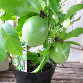 楽天市場 緑のカーテン 植木 ガーデニング 農業 花 ガーデン Diyの通販