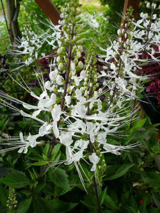 楽天市場 ネコのヒゲ 花苗 涼しげなネコのヒゲのような白い花 ホワイト 母の日 花 ガーデニング岐阜緑園