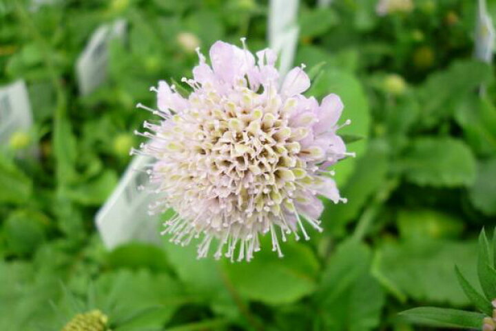 楽天市場 矮性 スカビオサ ブルーダイヤモンド 花苗 宿根草 花芽付き 販売 通販 種類 母の日 花 ガーデニング岐阜緑園