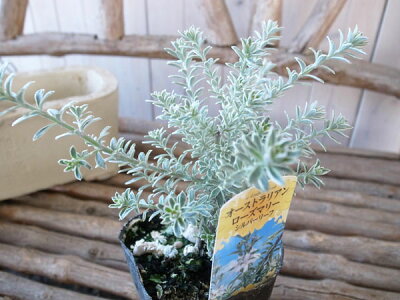 楽天市場 オーストラリアンローズマリー斑入りホワイト 別名ウエストリンギア 白い花も咲かせます 販売 通販 種類 母の日 花 ガーデニング岐阜緑園 楽天市場 オーストラリアンローズマリー斑入りホワイト 別名ウエストリンギア 白い花も咲かせます 販売 通販 種類 母の日 花 ガーデニング岐阜緑園