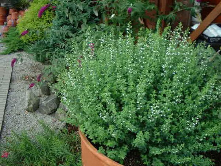 楽天市場 カラミンサ 花苗 カラミンサ 丈夫な宿根草 カラミンサ苗 ホワイト 夏の花 おしゃれ 販売 通販 種類 母の日 花 ガーデニング岐阜緑園