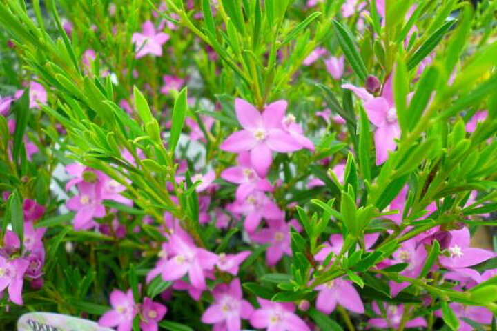 楽天市場 サザンクロス ピンク 花苗 星型のピンクの花が可愛らしい 寄せ植え等に人気の花 販売 通販 種類 母の日 花 ガーデニング岐阜緑園