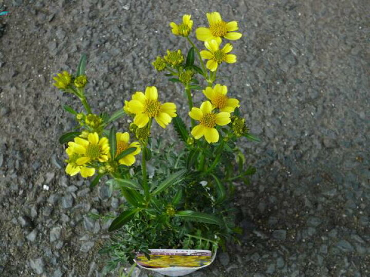 楽天市場 色鮮やかな黄色の花弁 ウィンターコスモス パインイエロー苗 花苗 コスモス ウインター コスモス Winter Cosmos こすもす 販売 通販 種類 母の日 花 ガーデニング岐阜緑園