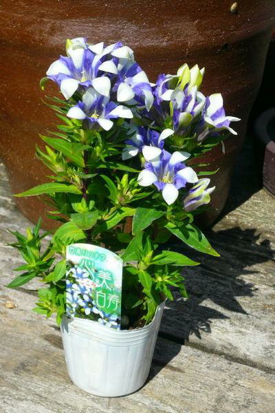 楽天市場 白とブルーの複色咲き リンドウ ここみ白寿苗 花苗 母の日 花 ガーデニング岐阜緑園