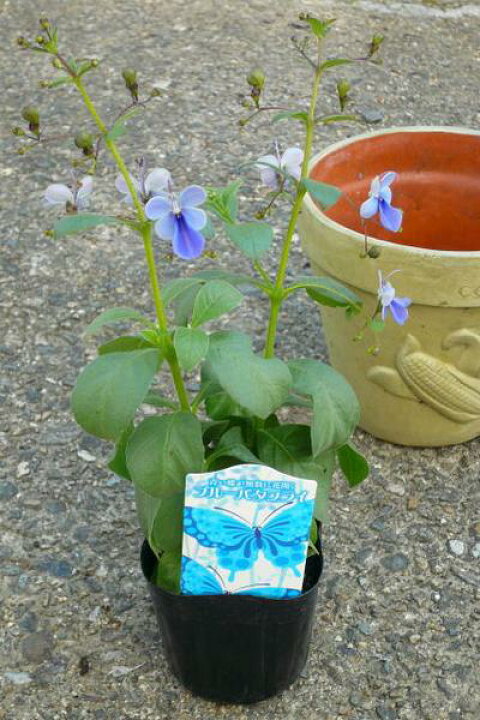 楽天市場 クレロデンドルム ブルーバタフライ 花苗 蝶のようなブルーの花 花芽付き 販売 通販 種類 母の日 花 ガーデニング岐阜緑園