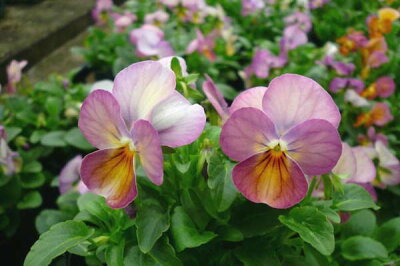 楽天市場 ビオラ ピンクアンティーク4株 ビオラ 苗 鮮度優先 生産農家 朝取り 花苗 ビオラ苗 種類 母の日 花 ガーデニング岐阜緑園 楽天市場 ビオラ ピンクアンティーク4株 ビオラ 苗 鮮度優先 生産農家 朝取り 花苗 ビオラ苗 種類 母の日 花 ガーデニング岐阜緑園