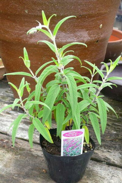 楽天市場 クーポン利用で10 Off アメジストセージ ハーブの中でも手間のかからない人気の植物 ハーブ 花苗 Herb はーぶ 販売 通販 種類 母の日 花 ガーデニング岐阜緑園 楽天市場 クーポン利用で10 Off アメジストセージ ハーブの中でも手間のかからない人気の植物 ハーブ 花苗 Herb はーぶ 販売 通販 種類 母の日 花 ガーデニング岐阜緑園