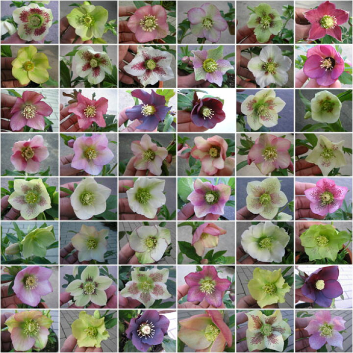 楽天市場 クリスマスローズ苗3種セット 花苗 Christmas Rose クリスマスローズ3株セット ギフト プレゼント 誕生日 福袋 販売 通販 種類 母の日 花 ガーデニング岐阜緑園