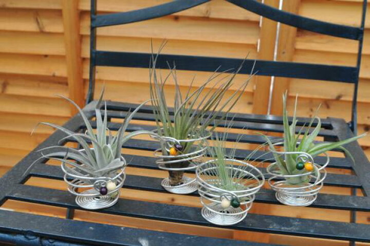 楽天市場 エアプランツ ワイヤースタンド 空気中の水分で生きるミニ観葉植物 販売 通販 種類 母の日 花 ガーデニング岐阜緑園 楽天市場 エアプランツ ワイヤースタンド 空気中の水分で生きるミニ観葉植物 販売 通販 種類 母の日 花 ガーデニング岐阜緑園
