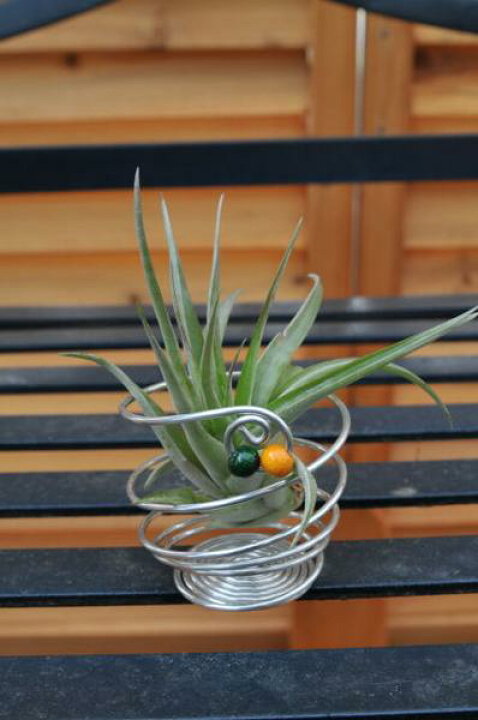 楽天市場 エアプランツ ワイヤースタンド 空気中の水分で生きるミニ観葉植物 販売 通販 種類 母の日 花 ガーデニング岐阜緑園 楽天市場 エアプランツ ワイヤースタンド 空気中の水分で生きるミニ観葉植物 販売 通販 種類 母の日 花 ガーデニング岐阜緑園