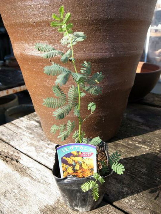 楽天市場 ミモザアカシア苗 シンボルツリー 黄色い花が魅力 花苗 ミモザ 花苗 通販 種類 母の日 花 ガーデニング岐阜緑園