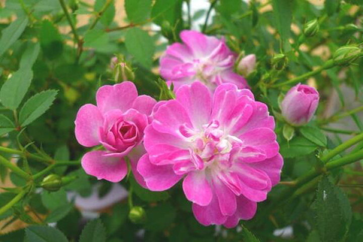 楽天市場 ミニバラ 薔薇 レンゲローズ3 5号鉢植え ピンクの花が魅力 四季咲き性で通年楽しめる花です 鉢花 鉢植え 薔薇 販売 通販 種類 ピンク 母の日 花 ガーデニング岐阜緑園