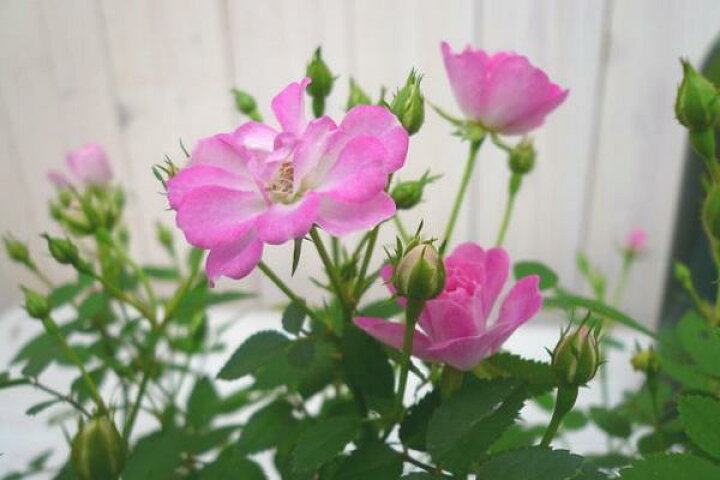 楽天市場 クーポン利用で10 Off ミニバラ 薔薇 レンゲローズ3 5号鉢植え ピンクの花が魅力 四季咲き性で通年楽しめる花です 鉢花 鉢植え 薔薇 販売 通販 種類 ピンク 母の日 花 ガーデニング岐阜緑園