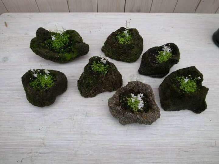 楽天市場】うさぎの顔した可愛い小花♪うさぎ苔【食虫植物 