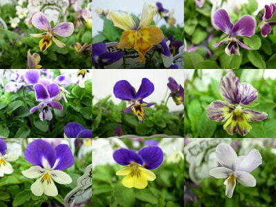 楽天市場 クーポン利用で10 Off ビオラ苗 珍しいビオラを集めました ビオラ 苗 桐生ビオラ大株3株セット 花苗 母の日 花 ガーデニング岐阜緑園