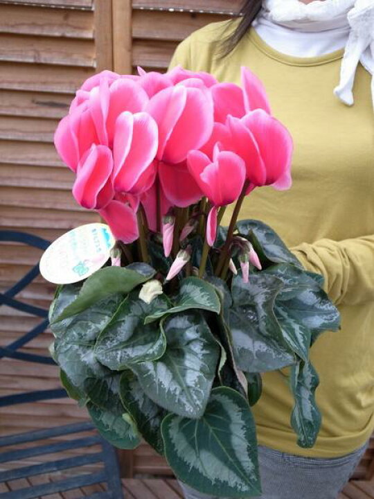 楽天市場 シクラメン リップスピンク5号サイズ 鉢花 花弁の縁取りが素敵な花 ギフトに最適 鉢植え 販売 通販 種類 母の日 花 ガーデニング岐阜緑園