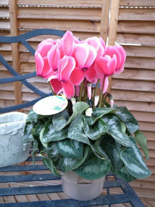 楽天市場 シクラメン リップスピンク5号サイズ 鉢花 花弁の縁取りが素敵な花 ギフトに最適 鉢植え 販売 通販 種類 母の日 花 ガーデニング岐阜緑園