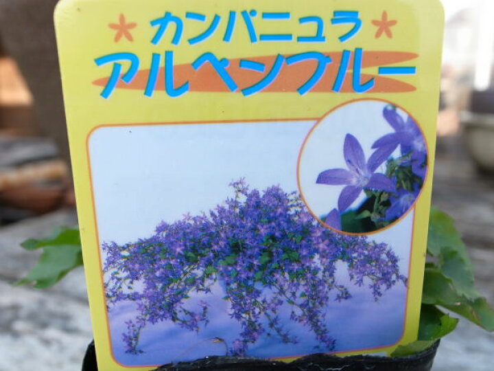 楽天市場 カンパニュラ アルペンブルー苗 枝垂れ咲く星型の花が魅力 スタンド鉢 ハンギング 寄せ植えに人気 多年草 花苗 花 フラワー 販売 通販 種類 母の日 花 ガーデニング岐阜緑園